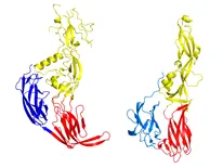 This pair of ribbon diagram images compares the three-dimensional structures of two closely related proteins