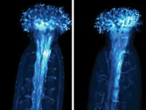Glutamate receptor-like proteins (GLRs)