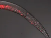 Worm graphic