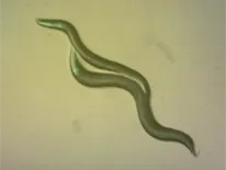 Two C. briggsae worms