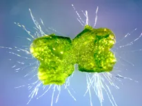 A young liverwort (Marchantia polymorpha), a model organism for early land plants, grows in a laboratory dish. Photo credit: Uzair Ahtesham. (Click image for high-res version.)
