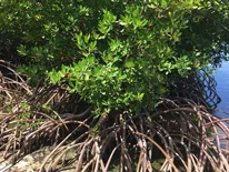 mangroves