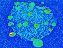 nanodiamonds