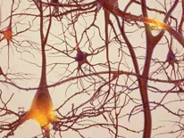 brain network