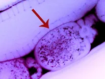Oocyte with RNA being fertilized