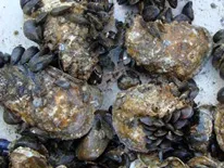 oysters and mussels
