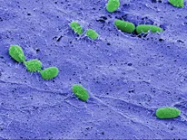 p-aeruginosa_fc
