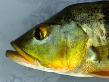Peacock bass