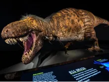 T-Rex