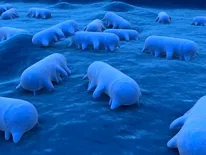 Salmonella