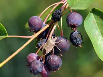 stink bugs on berries