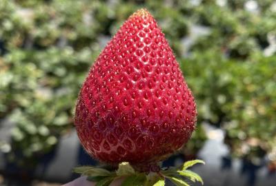 Strawberry