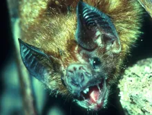 The common vampire bat (Desmodus rotundus) is an example of a bat that can live more than four times longer than nonflying mammals of the same body size. Image credit: G. Wilkinson