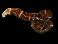 ribbonworm regenerating head