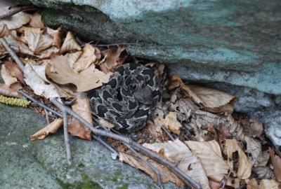 Timber rattler 