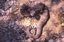 A brown rattlesnake with white markings poised to strike.