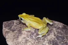 Chiriqui Harlequin Frog
