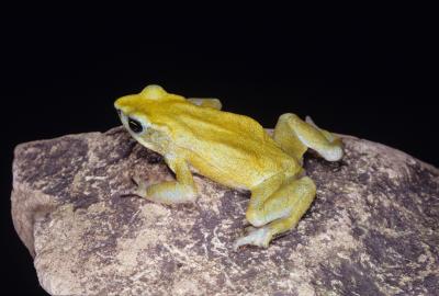 Chiriqui Harlequin Frog