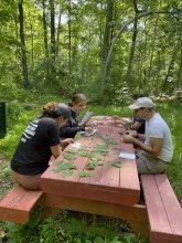 Group studying cicada outcomes
