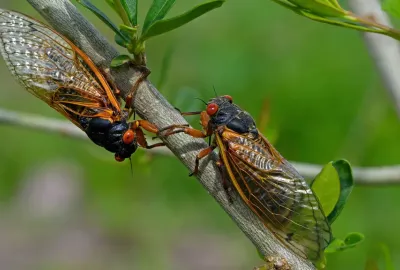 Cicadas