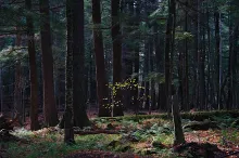 Deep Hemlock. Credit David Mladenoff