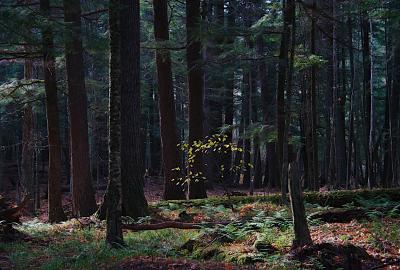 Deep Hemlock. Credit David Mladenoff