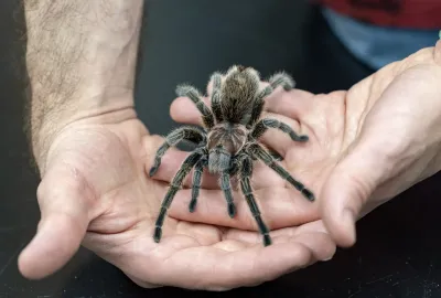 Rosie the tarantula