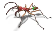 A 3D model of a soldier ant, showing its morphology in great detail. Portions of its exoskeleton have been digitally removed, revealing high-resolution renderings of its muscles, nervous system, gastrointestinal tract and stinger apparatus.