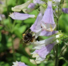 bee on a flower