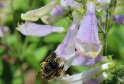 bee on a flower