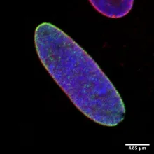Microscope image of a blue oval on a black background with a white scale in the bottom-right corner. The edge of the oval are red and green.