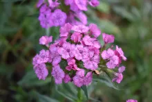 Dianthus flowers, sometimes called “pinks,” are native mainly to Europe and Asia but are commonly planted in U.S. gardens (images source: Pexels.com | caption source: https://www.wildflower.org/expert/show.php?id=11229)