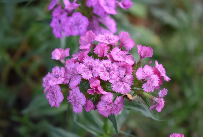 Dianthus flowers, sometimes called “pinks,” are native mainly to Europe and Asia but are commonly planted in U.S. gardens (images source: Pexels.com | caption source: https://www.wildflower.org/expert/show.php?id=11229)