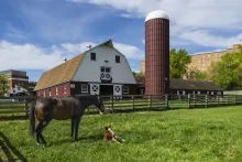 A large, dark brown horse stands over a small, light brown horse that is lying in the grass. Behind them are a beige fence, rust-colored silo, and red and white barn. 