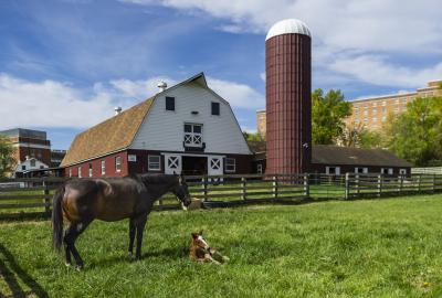 A large, dark brown horse stands over a small, light brown horse that is lying in the grass. Behind them are a beige fence, rust-colored silo, and red and white barn. 