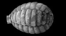 Scanning electron micrograph (SEM) showing a high-magnification, greyscale view of an elongated, oval-shaped Paulinella marae test (shell), constructed from overlapping, armor-like silica scales with a textured surface against a solid black background.