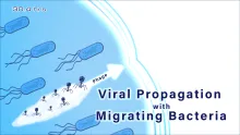 viral propagation with migrating bacteria illustration