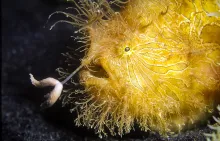 A yellow hairy frog fish using an appendage from its head to pull a small fish toward its open mouth.