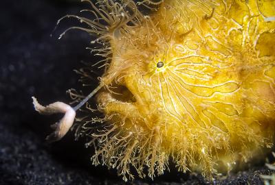 A yellow hairy frog fish using an appendage from its head to pull a small fish toward its open mouth.