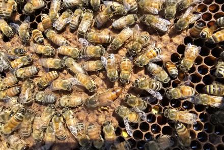 honey bees in winter