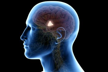 hypothalamus stock image