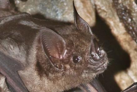 Profile of a greater spear-nosed bat.