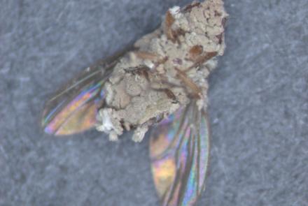 A fungus-coated fly on its back.