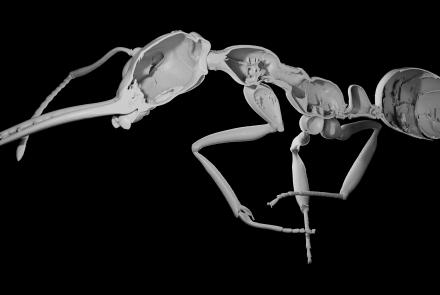 X-ray scan showing the exoskeleton of an ant, bisected longitudinally. The ant appears as gray against a black background.