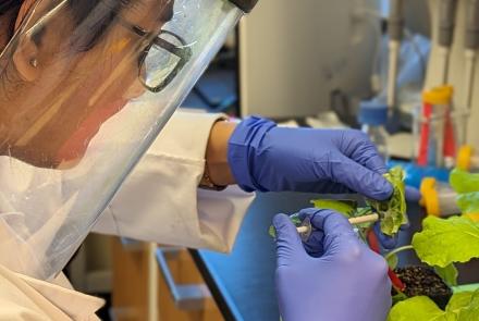 A woman in blue surgical gloves wearing a face shield works with a plant on a lab bench.