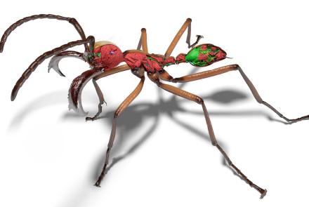 A 3D model of a soldier ant, showing its morphology in great detail. Portions of its exoskeleton have been digitally removed, revealing high-resolution renderings of its muscles, nervous system, gastrointestinal tract and stinger apparatus.