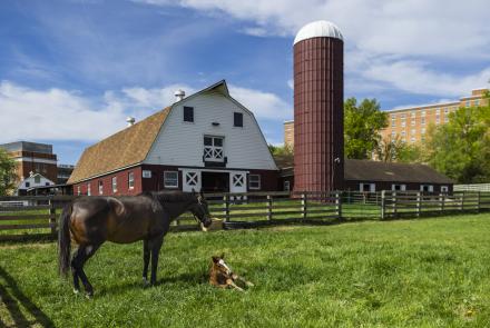 A large, dark brown horse stands over a small, light brown horse that is lying in the grass. Behind them are a beige fence, rust-colored silo, and red and white barn. 