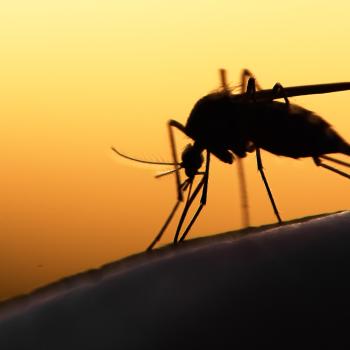 mosquito stock photo