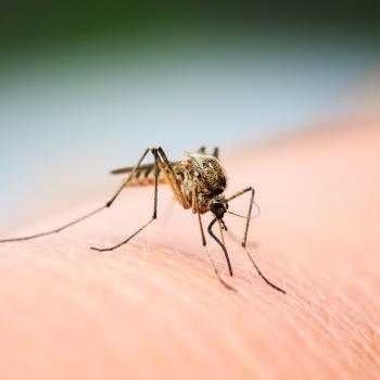 mosquito on human