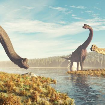 Brachiosaurs stock photo